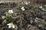 94 Ellebori che reisistono alla primavera avanzante